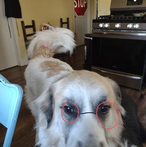 Meet your Posher, Jose